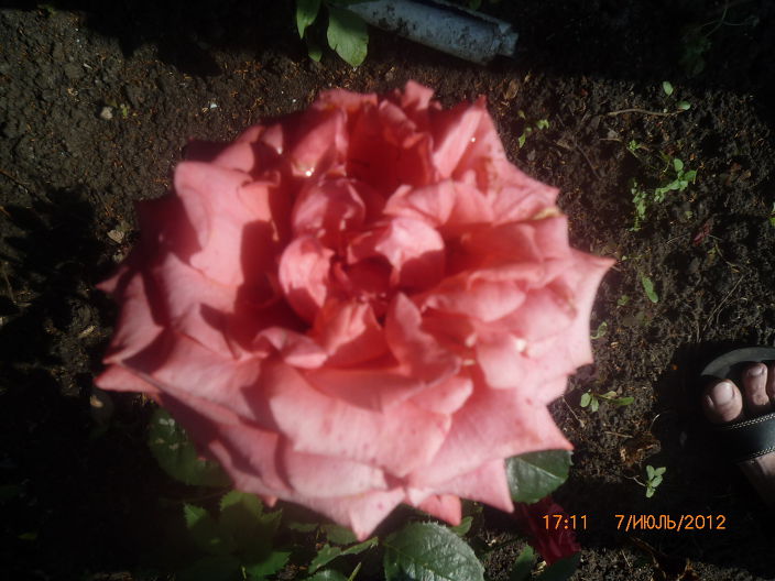 Цветок 27 2012