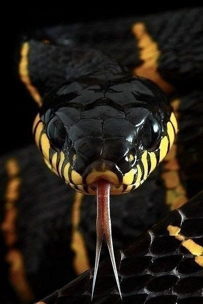 Змей