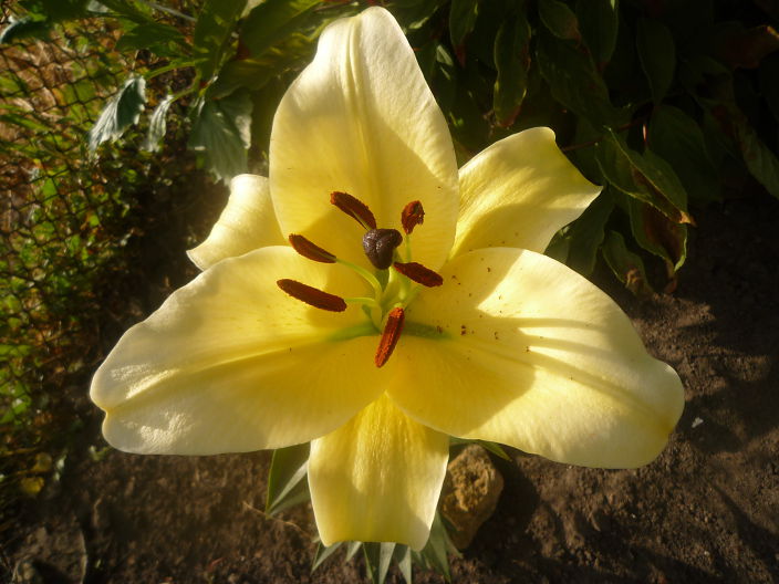 Цветок 15 2012