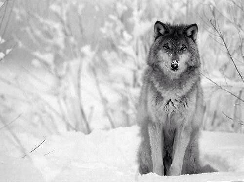Я одинОкий волк