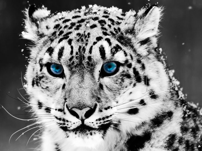 white leopard