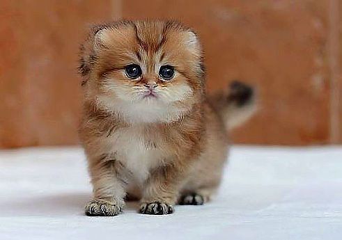 Я мягкий и нежный