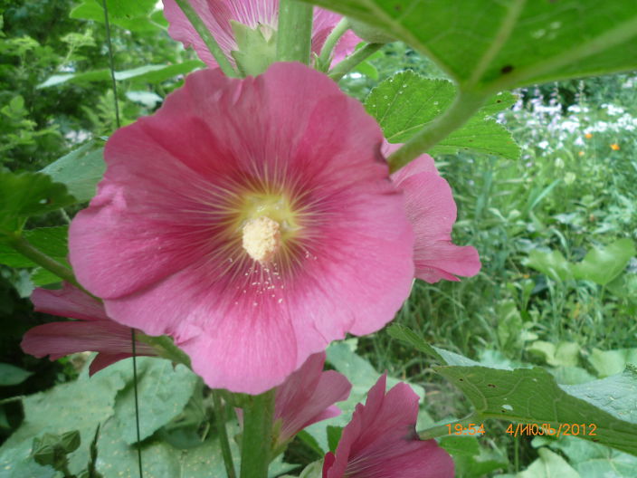 Цветок 31 2012