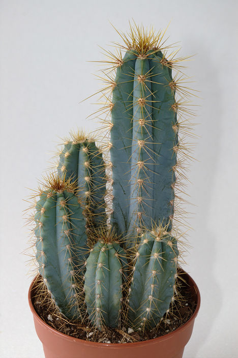 Cereus