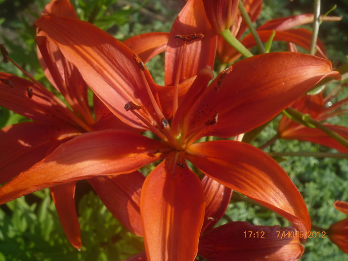 Цветок 20 2012