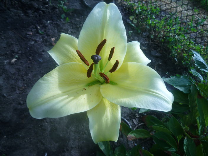Цветок 14 2012
