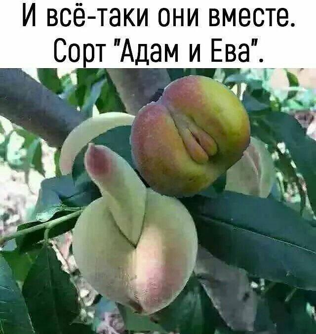 Он и Она..