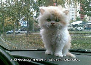 Я еще лучше!