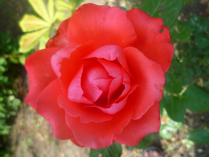 Цветок 10 2012