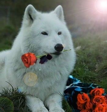 любовь