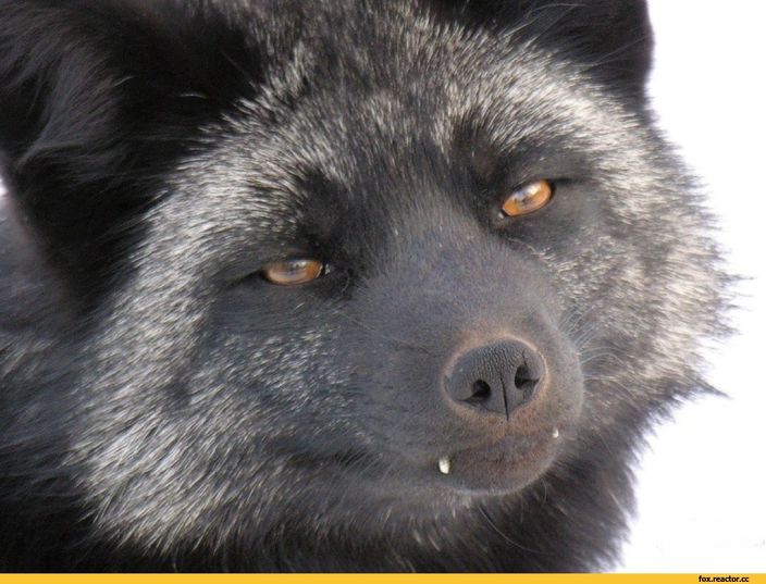 Black Fox