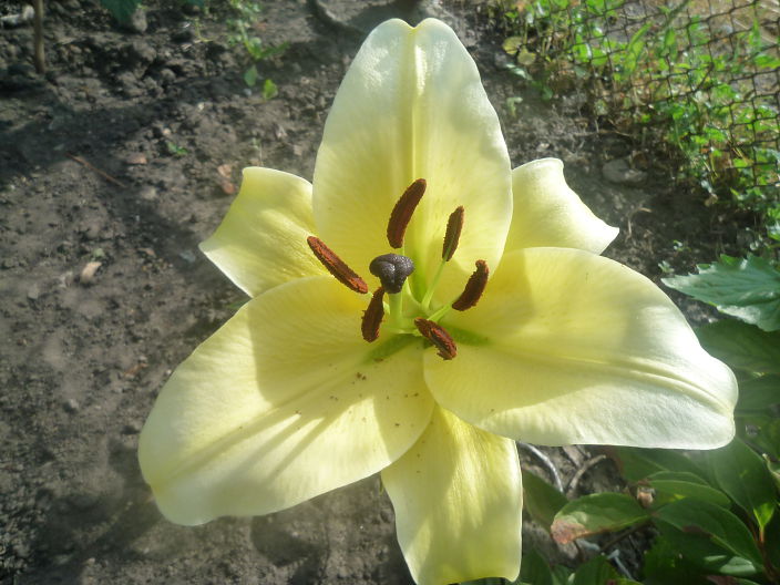 Цветок 16 2012