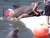 Дельфинчик самочку увидел